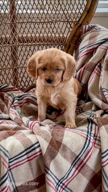 Max – Miniature Golden Retriever puppy for sale in Cochranville, PA