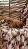 Lexi, a male Miniature Golden Retriever for sale in Cochranville, PA – 3 of 3