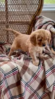 Max, a male Miniature Golden Retriever for sale in Cochranville, PA – 3 of 3