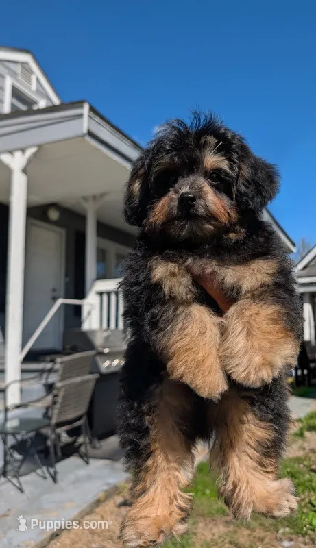 Alvin – Pomapoo puppy for sale in New Haven, CT