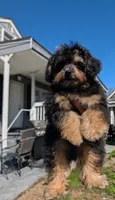 Alvin, a male Pomapoo for sale in New Haven, CT – 1 of 4