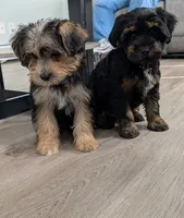Theodore , a male Yorkipoo for sale in New Haven, CT – 5 of 6