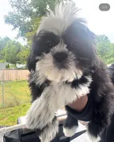 Shih Tzu , a female Shih Tzu for sale in New Haven, CT – 3 of 8