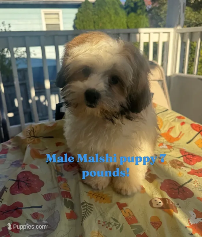 Big Larry – Mal Shi puppy for sale in New Haven, CT