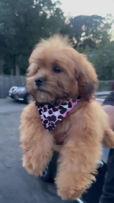 Chanel, a female Shihpoo for sale in New Haven, CT – 4 of 4