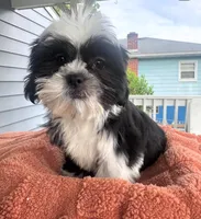 Shih Tzu , a female Shih Tzu for sale in New Haven, CT – 2 of 8