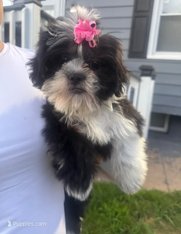 Shih Tzu  – Shih Tzu puppy for sale in New Haven, CT