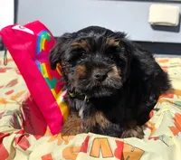 Simon, a male Yorkipoo for sale in New Haven, CT – 2 of 5