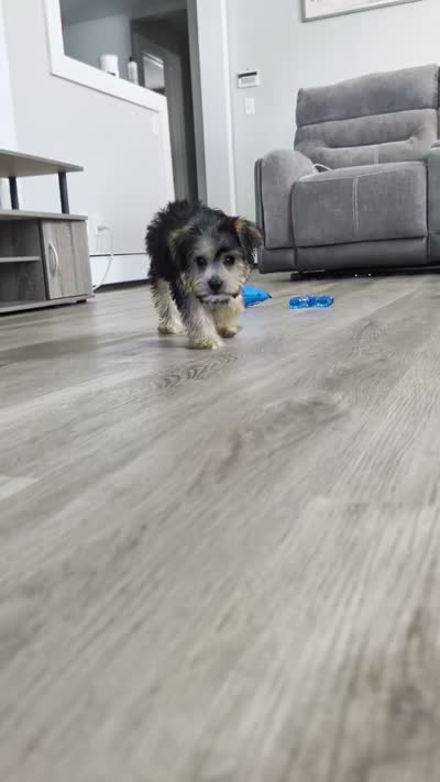 Theodore , a male Yorkipoo for sale in New Haven, CT – 6 of 6