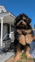 Alvin, a male Pomapoo for sale in New Haven, CT – 3 of 4