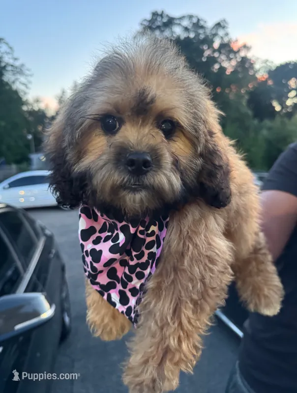 Fendi  – Shihpoo puppy for sale in New Haven, CT