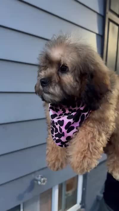 Fendi , a female Shihpoo for sale in New Haven, CT – 3 of 3