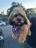 Fendi , a female Shihpoo for sale in New Haven, CT – 2 of 3
