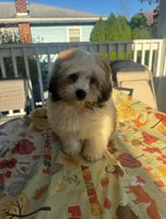 Big Larry, a male Mal Shi for sale in New Haven, CT – 4 of 4