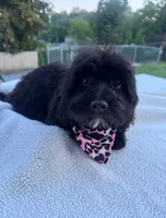 Prada , a female Shihpoo for sale in New Haven, CT – 4 of 4