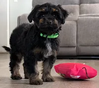 Simon, a male Yorkipoo for sale in New Haven, CT – 3 of 5