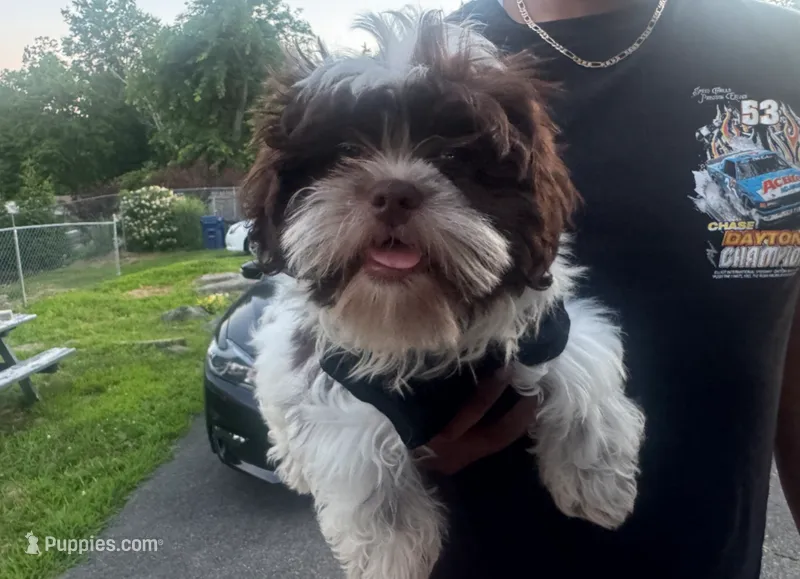 Shih Tzu  – Shih Tzu puppy for sale in New Haven, CT
