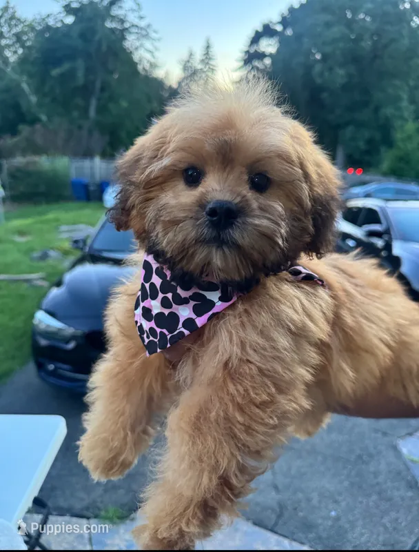 Chanel – Shihpoo puppy for sale in New Haven, CT
