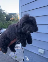 Prada , a female Shihpoo for sale in New Haven, CT – 2 of 4
