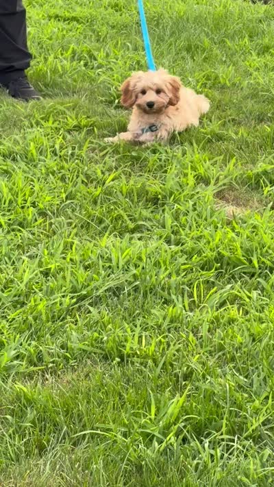 Major, a male Cockapoo for sale in New Haven, CT – 7 of 7