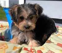 Theodore , a male Yorkipoo for sale in New Haven, CT – 2 of 6