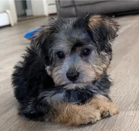 Theodore , a male Yorkipoo for sale in New Haven, CT – 4 of 6