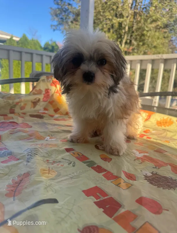 Moe – Mal Shi puppy for sale in New Haven, CT