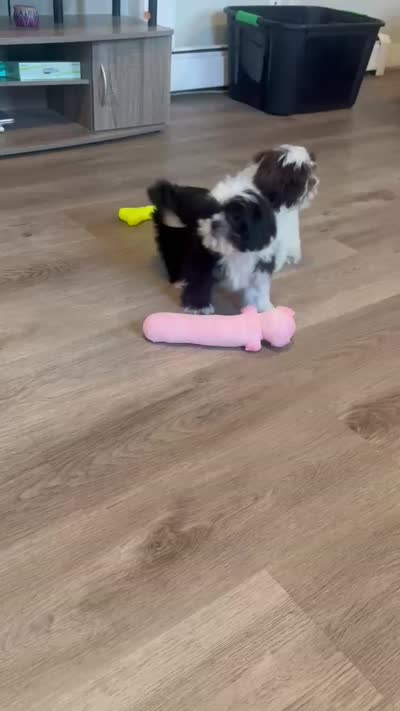 Shih Tzu , a female Shih Tzu for sale in New Haven, CT – 8 of 8