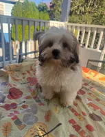 Big Larry, a male Mal Shi for sale in New Haven, CT – 3 of 4