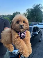 Chanel, a female Shihpoo for sale in New Haven, CT – 2 of 4