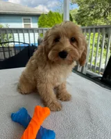 Major, a male Cockapoo for sale in New Haven, CT – 4 of 7