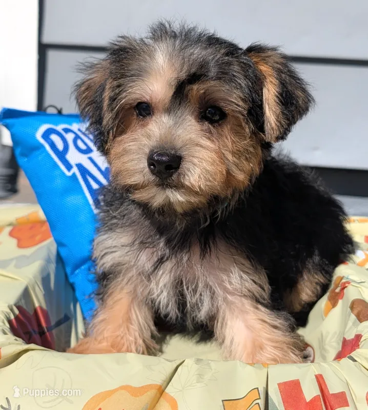 Theodore  – Yorkipoo puppy for sale in New Haven, CT