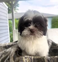 Shih Tzu , a female Shih Tzu for sale in New Haven, CT – 1 of 8
