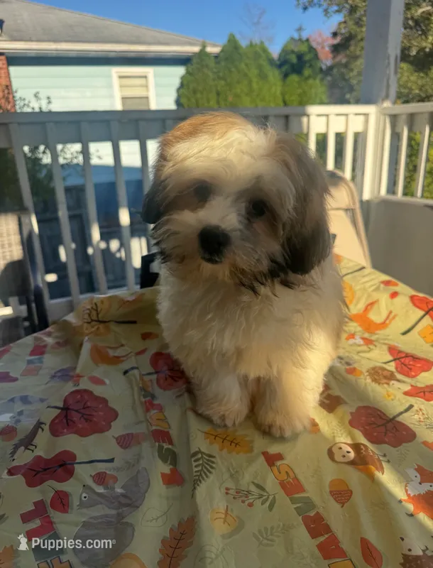 Big Larry – Mal Shi puppy for sale in New Haven, CT
