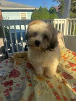 Big Larry, a male Mal Shi for sale in New Haven, CT – 1 of 4