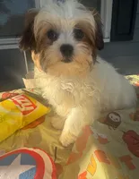 Curly, a male Mal Shi for sale in New Haven, CT – 3 of 4