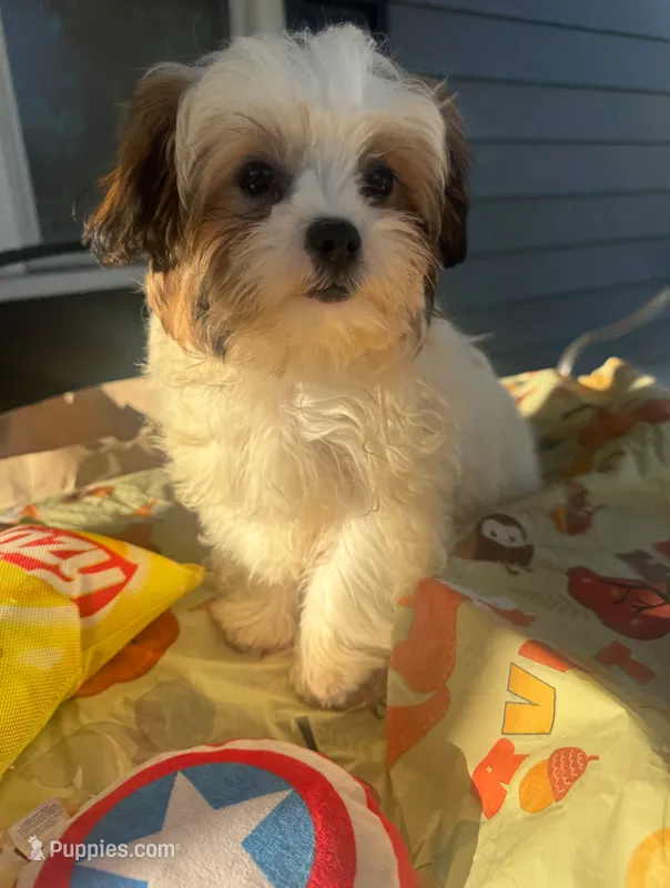 Curly – Mal Shi puppy for sale in New Haven, CT
