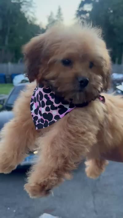 Chanel, a female Shihpoo for sale in New Haven, CT – 3 of 4