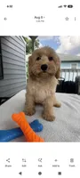 Major, a male Cockapoo for sale in New Haven, CT – 5 of 7