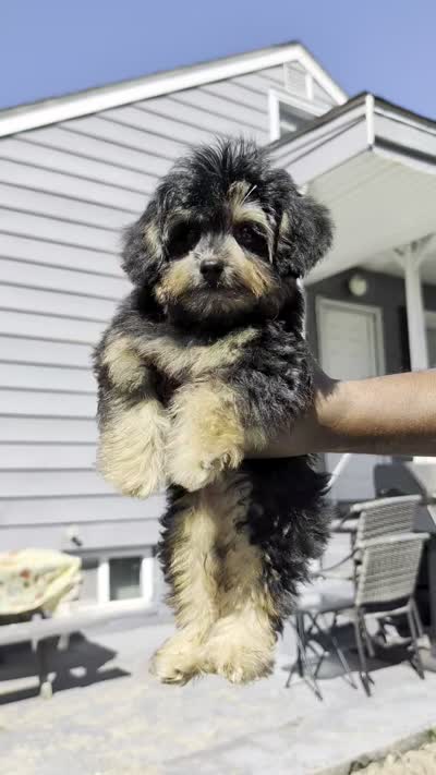 Alvin, a male Pomapoo for sale in New Haven, CT – 4 of 4