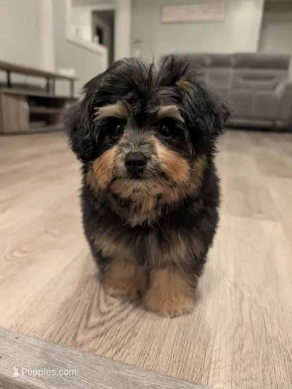 Alvin – Pomapoo puppy for sale in New Haven, CT