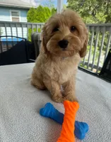 Major, a male Cockapoo for sale in New Haven, CT – 3 of 7