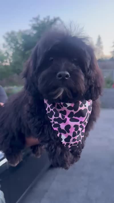 Prada , a female Shihpoo for sale in New Haven, CT – 3 of 4