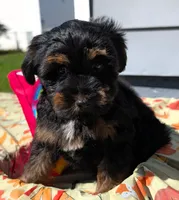 Simon, a male Yorkipoo for sale in New Haven, CT – 1 of 5