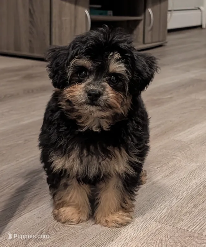 Alvin – Pomapoo puppy for sale in New Haven, CT