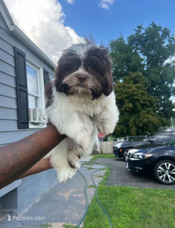 Shih Tzu  – Shih Tzu puppy for sale in New Haven, CT