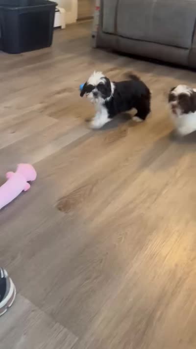 Shih Tzu , a female Shih Tzu for sale in New Haven, CT – 7 of 8