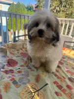 Big Larry, a male Mal Shi for sale in New Haven, CT – 2 of 4