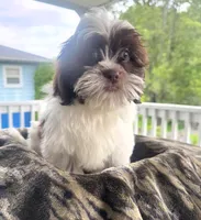 Shih Tzu , a female Shih Tzu for sale in New Haven, CT – 4 of 8