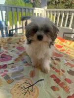 Moe, a male Mal Shi for sale in New Haven, CT – 4 of 4
